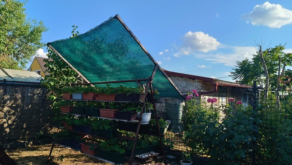 Eper állvány, eper farm.